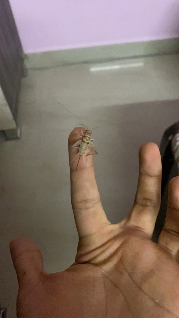Tropical house cricket (Gryllodes sigillatus)
