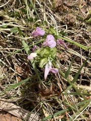 Pedicularis sylvatica