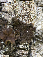 Melanohalea exasperata