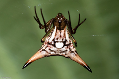 Micrathena peregrinatorum