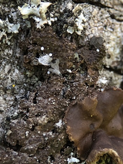 Melanohalea exasperata