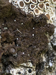 Melanohalea exasperata