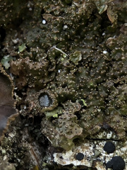 Melanohalea exasperata