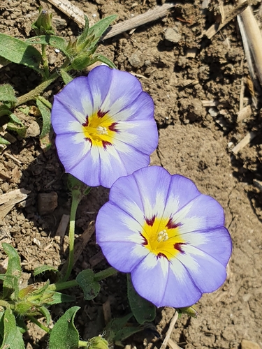 Convolvulus tricolor image