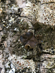 Melanohalea exasperata