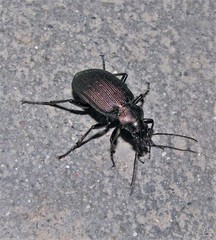 Calosoma argentinense