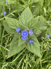 Pentaglottis sempervirens