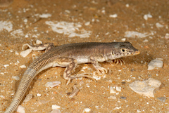 Acanthodactylus masirae