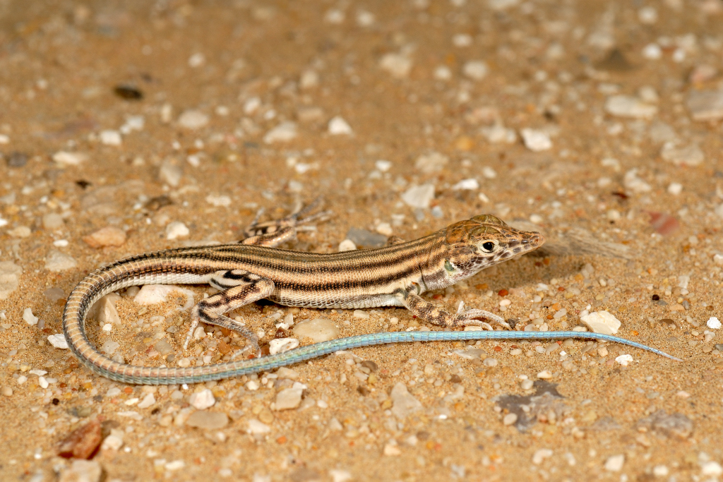 Masira Fringe-Fingered Lizard