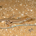 Masira Fringe-fingered Lizard - Photo (c) Roberto Sindaco, some rights reserved (CC BY-NC-SA), uploaded by Roberto Sindaco