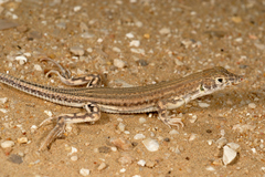 Acanthodactylus masirae