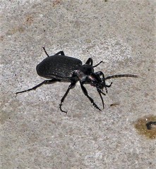 Calosoma argentinense