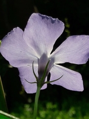 Vinca major