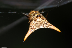 Micrathena peregrinatorum