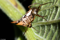 Micrathena peregrinatorum