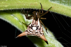Micrathena peregrinatorum