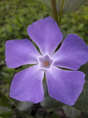 Vinca major