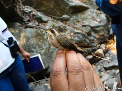 Phaethornis mexicanus