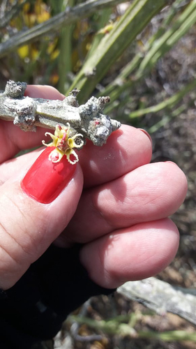 Euphorbia phosphorea, photograph 2