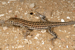 Acanthodactylus boskianus