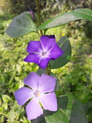 Vinca major