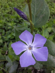Vinca major
