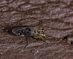 Hyalopsocus striatus