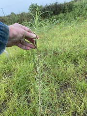 Asclepias engelmanniana