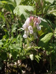 Oxytropis candicans