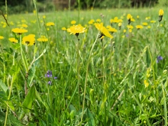 Pilosella lactucella