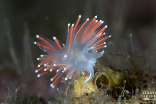 Coryphella browni