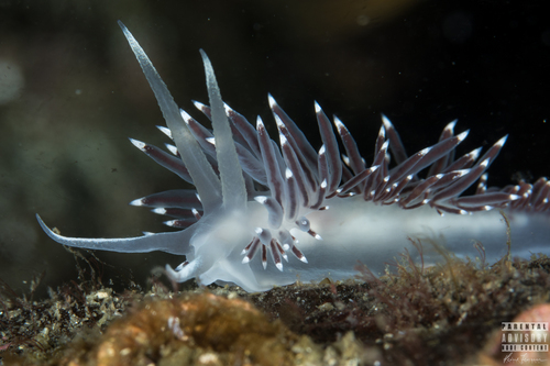 Coryphella browni