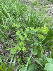 Euphorbia jenisseiensis