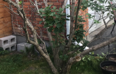 Chionanthus retusus