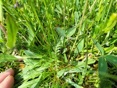 Pilosella lactucella