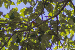 Piranga erythrocephala