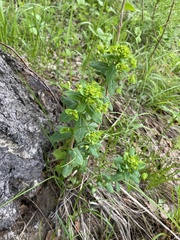 Euphorbia jenisseiensis