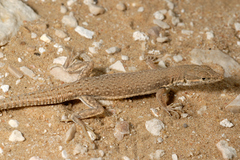 Mesalina adramitana