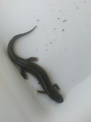 Desmognathus kanawha