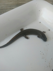 Desmognathus kanawha