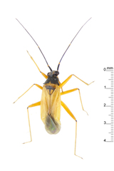 Cyrtorhinus