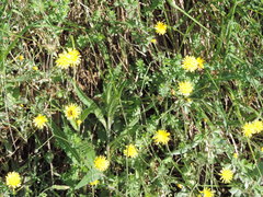 Crepis leontodontoides