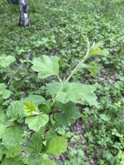 Crataegus maximowiczii