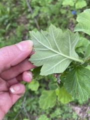 Crataegus maximowiczii