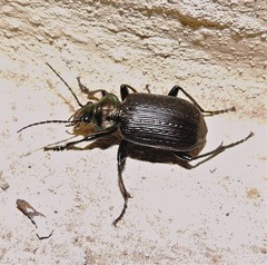 Calosoma argentinense