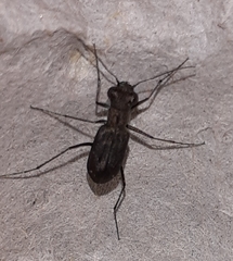 Cylindera viduata