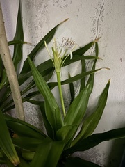 Amaryllidoideae