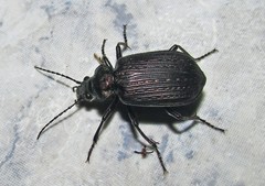 Calosoma argentinense