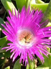Carpobrotus dimidiatus