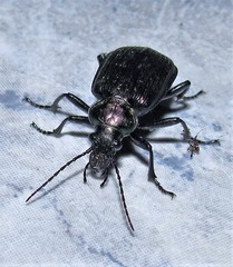 Calosoma argentinense